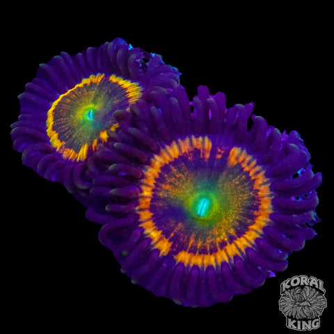 Zoa Frag