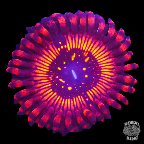 Illuminati Zoa