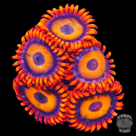 Blondie Zoa