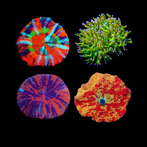 Ultra Rare Corals In-Stock