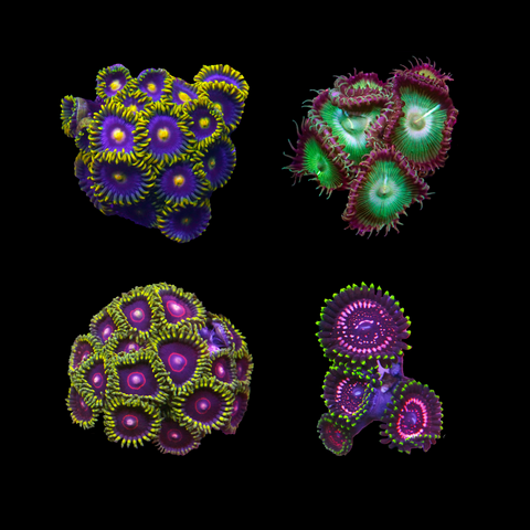 Zoa Overload!