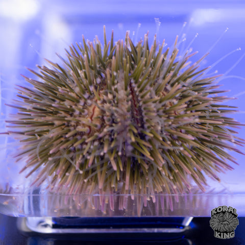 Pincushion Urchin
