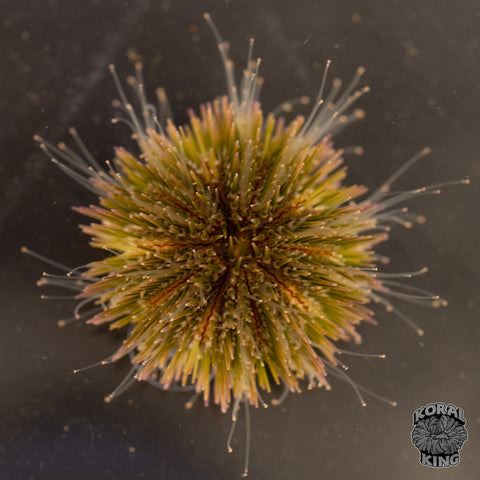 Pincushion Urchin