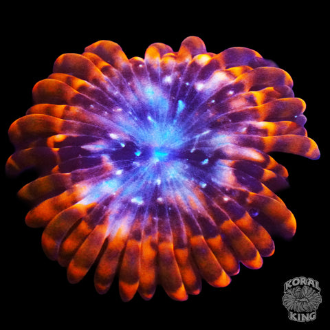 Utter Chaos Zoa