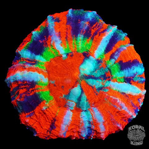 Vibrant Vortex Rainbow Scoly