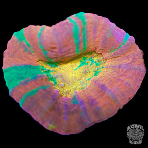 Volcanic Apple Scoly