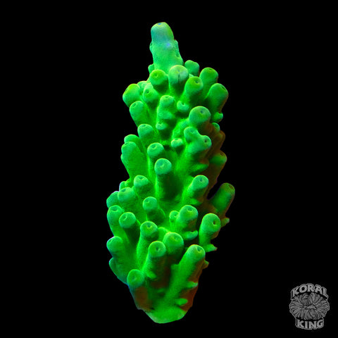WWC Green Slimer Acropora