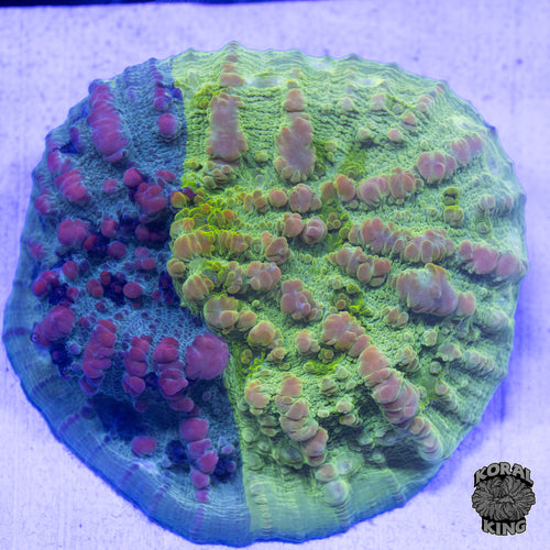 WWC Grafted Cosmic Bounce Chalice