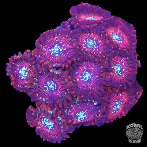 Warlock Zoa