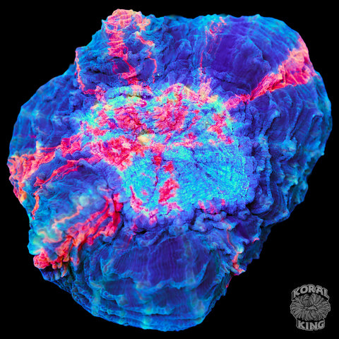 WhatTheChuzz Rainbow Acantho w/ Yellow