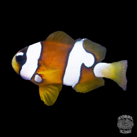 White Eye Clark’s Clownfish