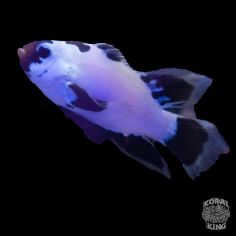 White Storm Longfin Clownfish