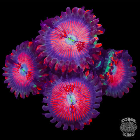 White Zombie Zoa Frag