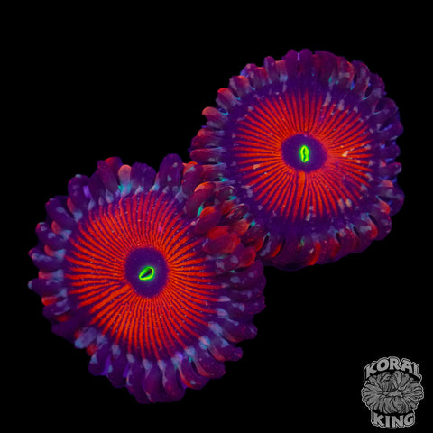 White Zombie Zoa