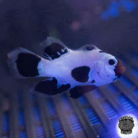 White Storm Longfin Clownfish