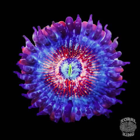 White Zombie Zoa