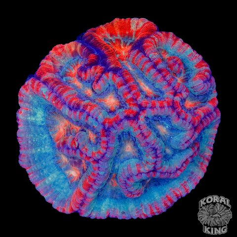 Rainbow Wilsoni