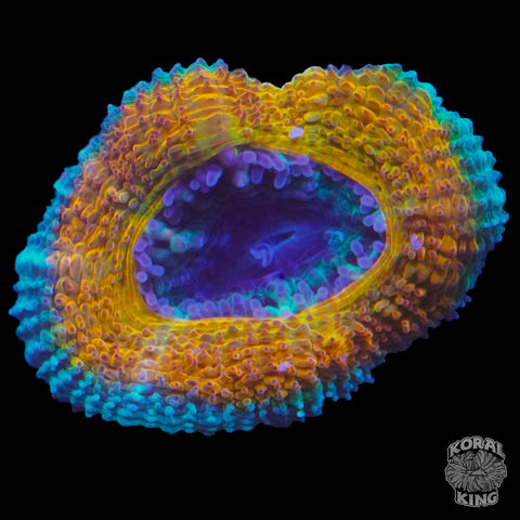 Wolverine Aussie Lord Frag (Auction)