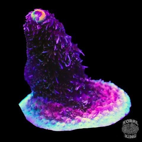 TSA Wooly Mammoth Acropora Frag