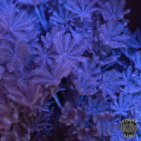 Pulsing Xenia