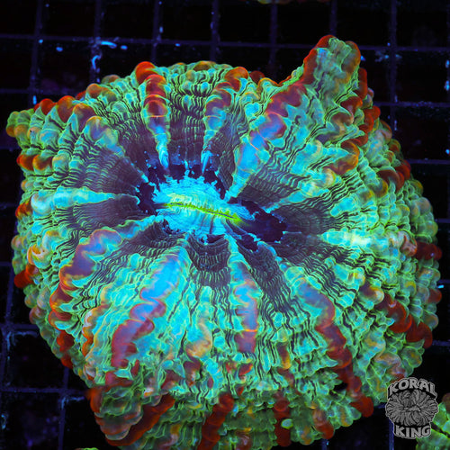 Heat Seeker Indophyllia