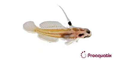 Yasha Goby – Proaquatix