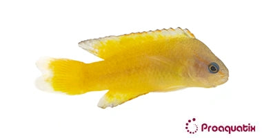 Yellow Assessor – Proaquatix