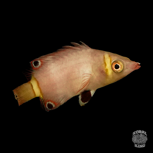 Yellow Banded Possum Wrasse