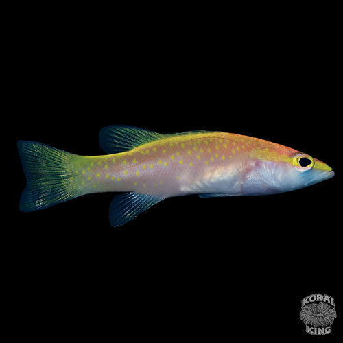 Yellow-spotted Golden Bass