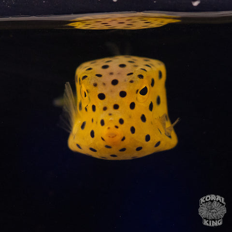 Yellow Boxfish