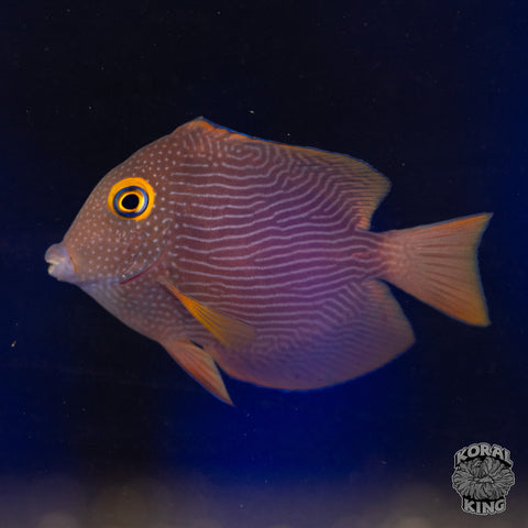 Yellow Eye Kole Tang