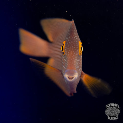 Yellow Eye Kole Tang