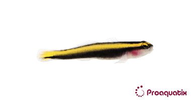 Yellow Line Goby – Proaquatix