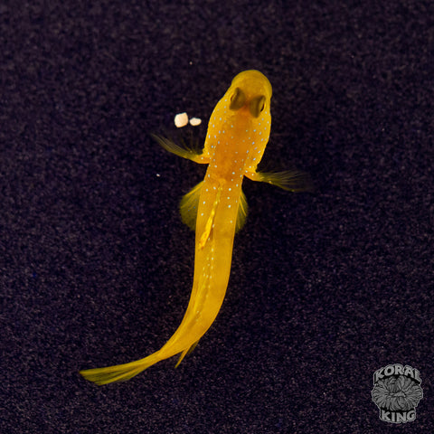 Yellow Watchman Goby
