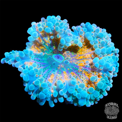 Ultra Yuma Mushroom