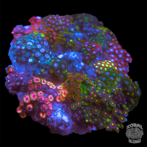 Zoa Combo Rock XL