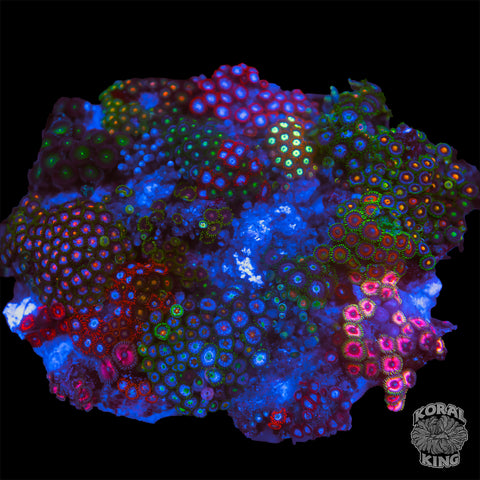 Zoa Combo Rock XL