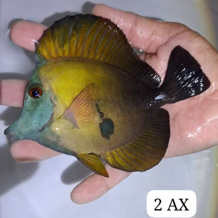 Crazy Blue Face Koi Tang (WYSIWYG)