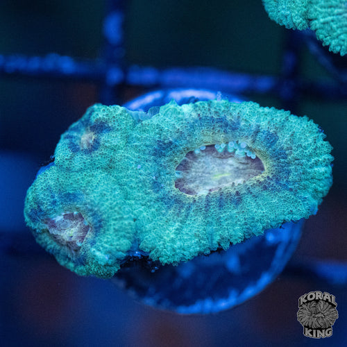 Green Lantern Acan