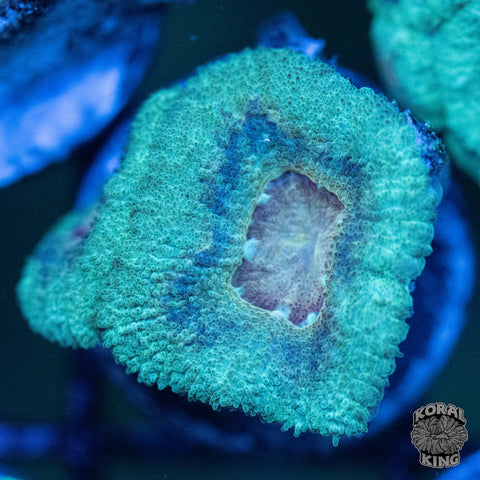 Green Lantern Acan