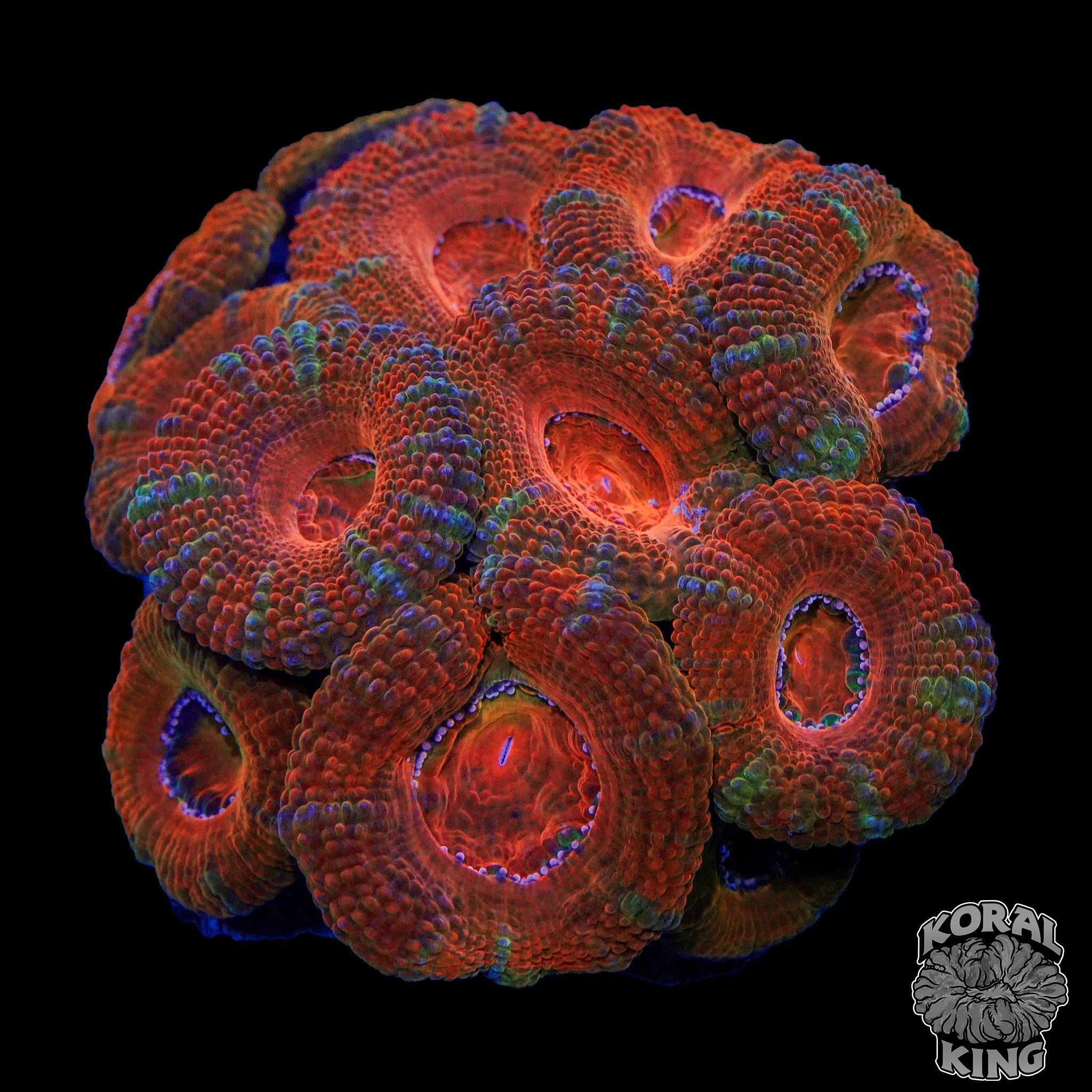 Rainbow Acan Colony – Koral King