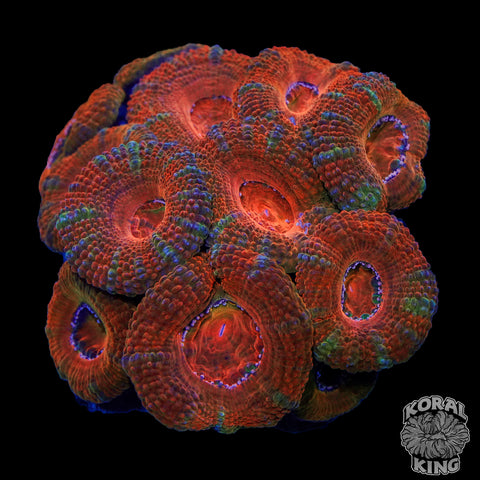 Rainbow Acan Colony