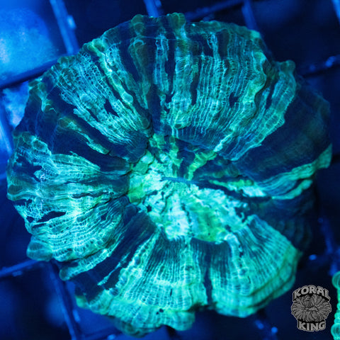 Green Acantho