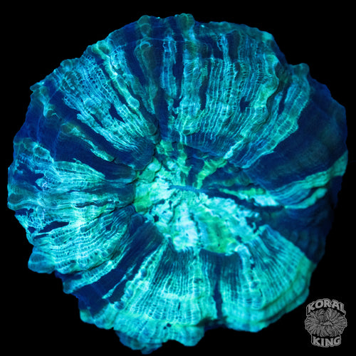 Green Acantho