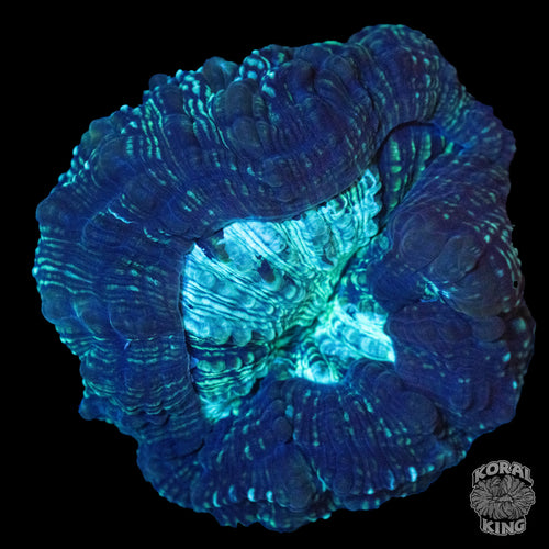 Green Acantho