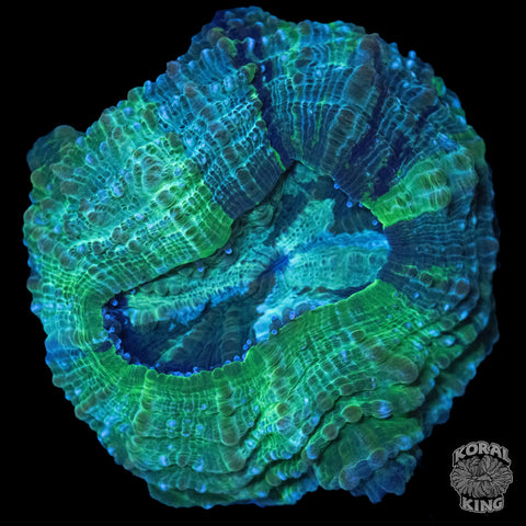 Green Acantho