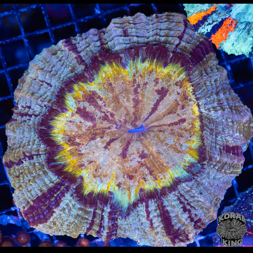 Sunflower Acantho