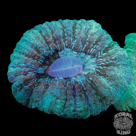Teal Acantho