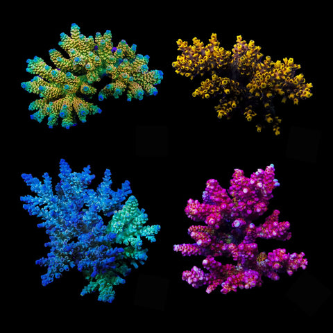 All About Acros!