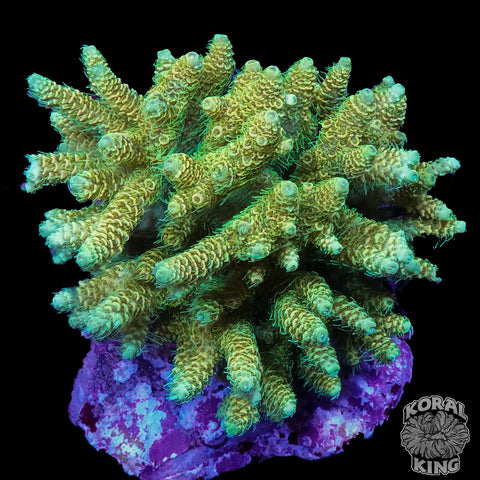 Green Morting Acropora